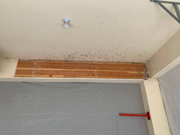 Forensic Mold Investigation in Morton, PA